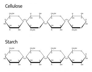 cellulose and starch molecules