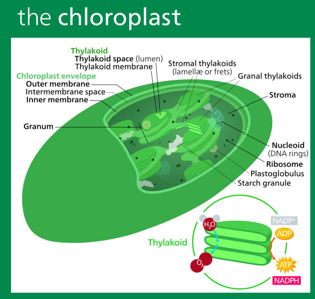 Chloroplast drawing
