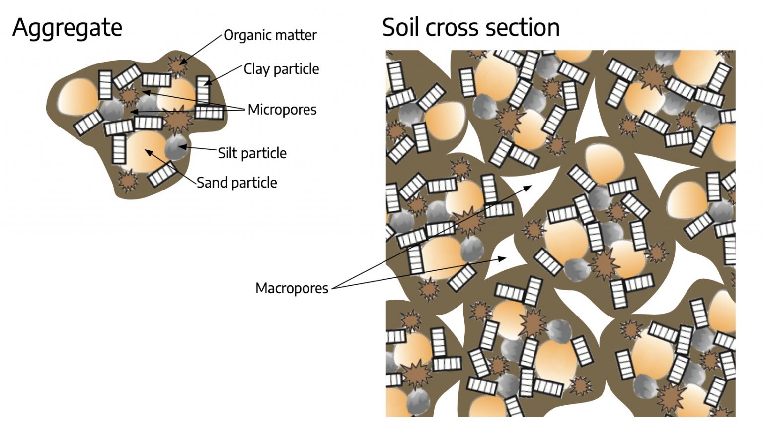 12.1 Soils, Fertility, and Plant Growth The Science of Plants