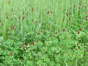 Mixed species green manure crop