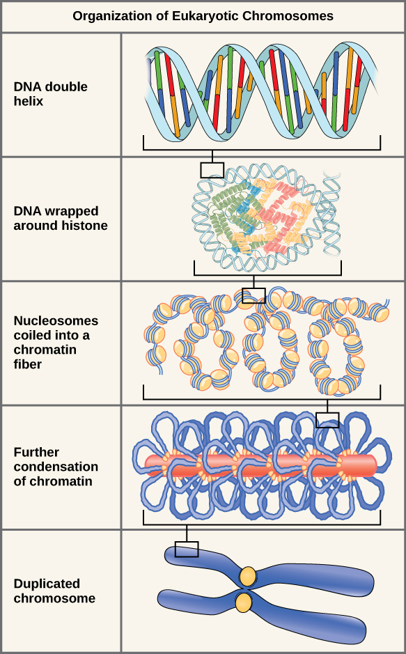 Chromosome coiling