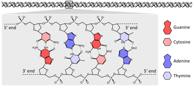 DNA molecular diagram