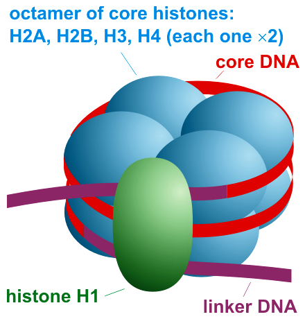 Nucleosome illustration