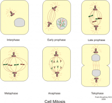 13.2 Mitosis – The Science of Plants