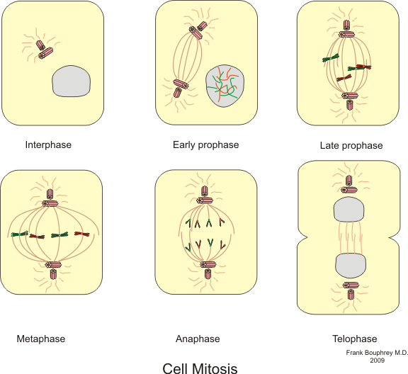 animal cell mitosis vs plant cell mitosis