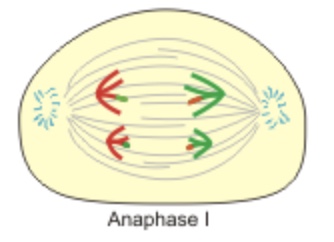 Anaphase I