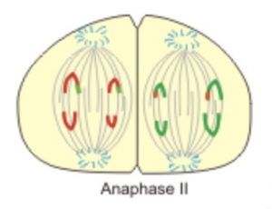 13.3 Meiosis – The Science of Plants