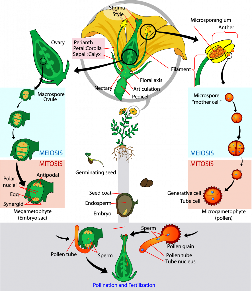 Plant lifecycle showing meiosis and mitosis