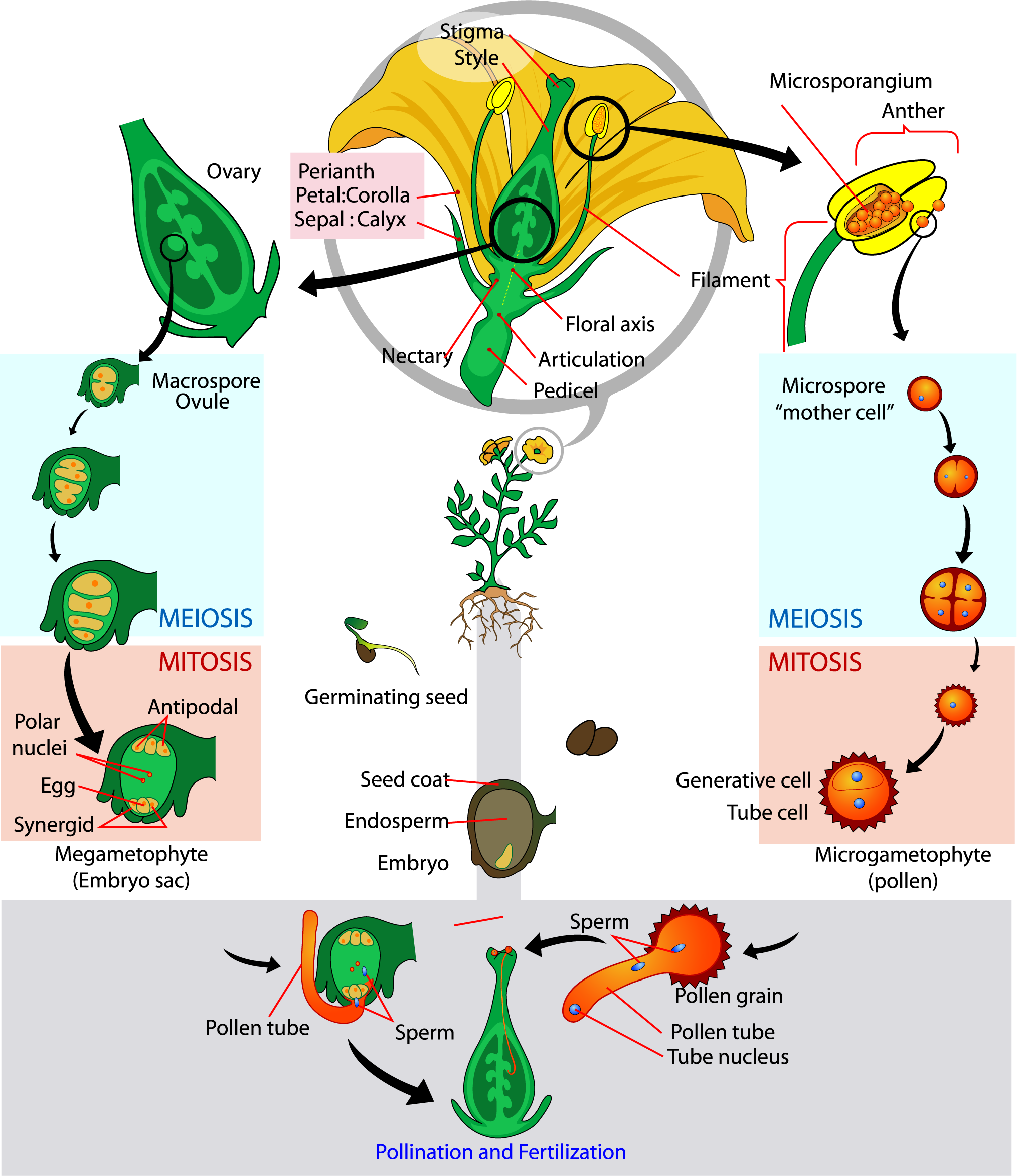 133 Meiosis The Science Of Plants