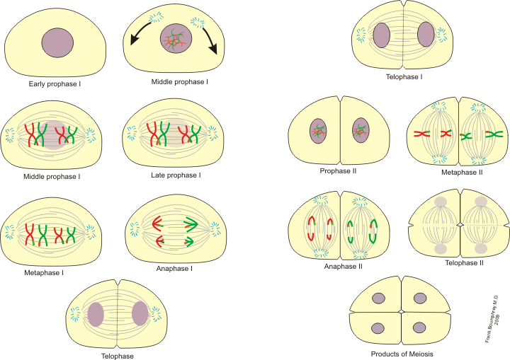 Stages of meiosis