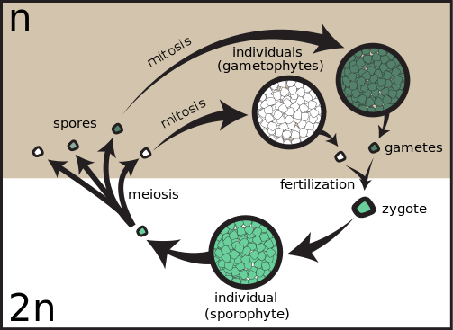 Mitosis/meiosis cycle