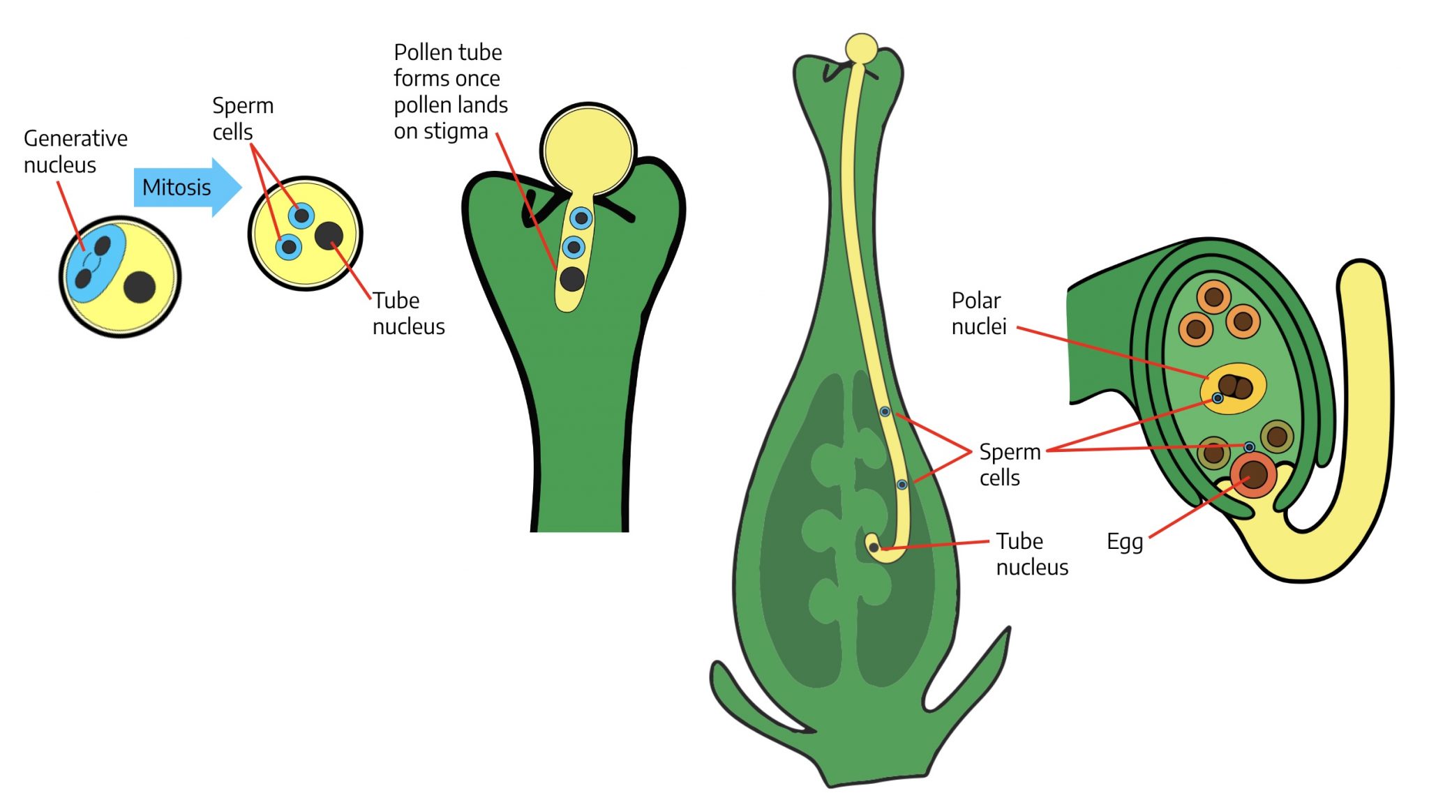 14-1-gametogenesis-the-science-of-plants