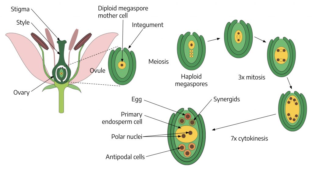 Development of the female gametophyte