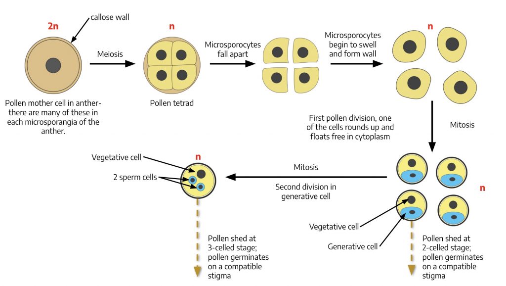 Pollen development and growth