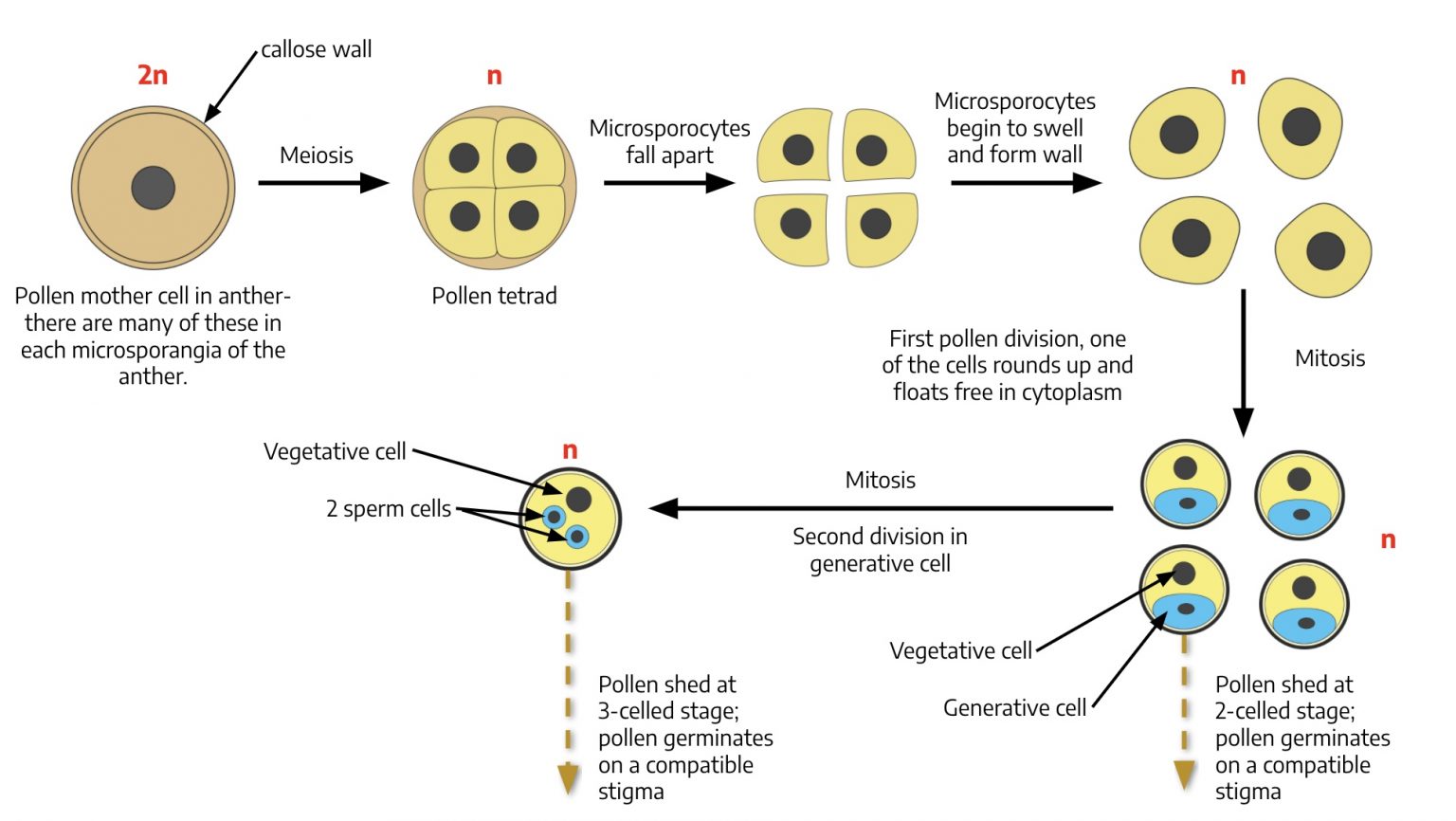 14.1 Gametogenesis The Science of Plants