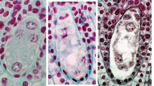Composite of Lilium megagametophyte, 1. four-nucleated embryo sac, 2. final mitotic division, and 3. mature 8-nucleated 7-celled embryo sac.