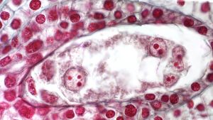 Mature embryo sac of Lilium