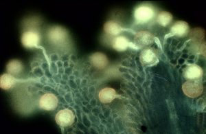 Stigmas and pollen tubes