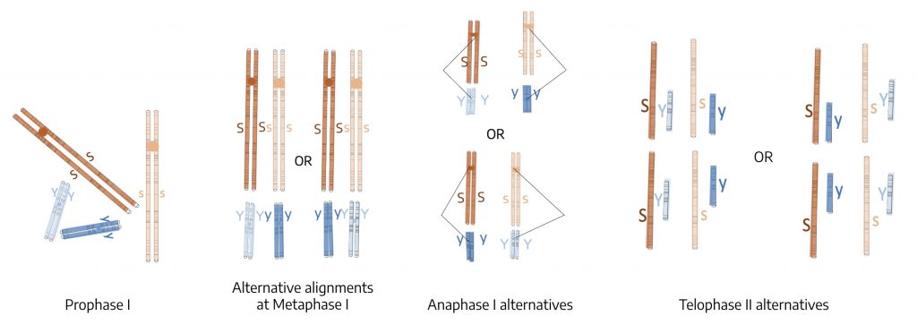 Drawing with labels of prophase I, Metaphase I, Anaphase I, Telophase II