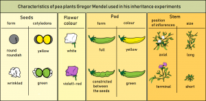 Characteristics of pea plants