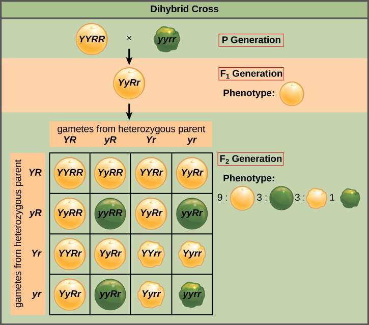 Yellow/green/wrinkled/round pea Punnett Square