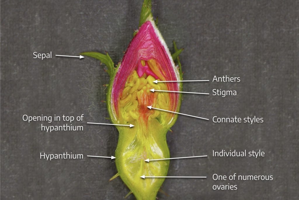 Rose dissected and labeled
