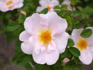 Nevada rose flower