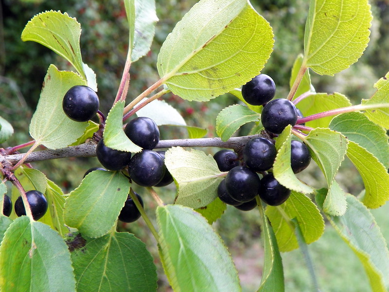 Buckthorn fruit.