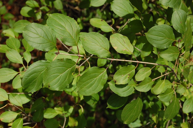 Subopposite leaves on common buckthorn