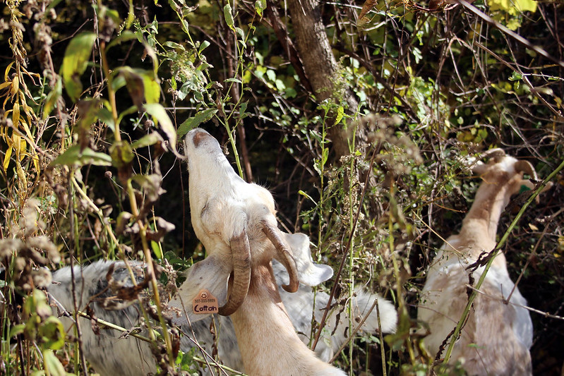 Goats grazing on buckthorn.