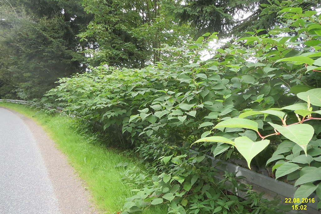 Japanese knotweed along side a road