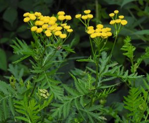 Tansy