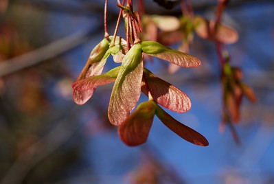 Samaras are the flat-winged fruit produced by maple trees.