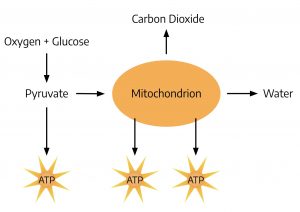 Cellular respiration