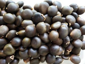 Kentucky coffee tree seeds