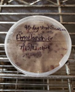 Stratifying Amalanchier seeds