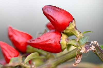 Red chile pepper