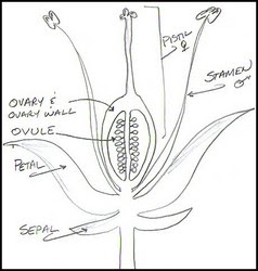 Cross section of a flower