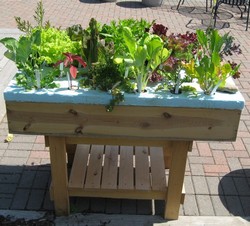 Salad table with plants