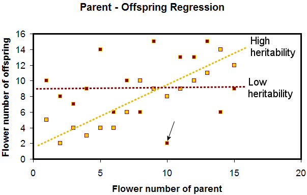 Graph of qualitative & quantitative flower heritability