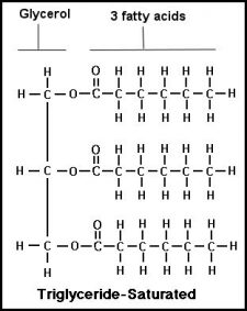 9.1 Seed Morphology – The Science of Plants