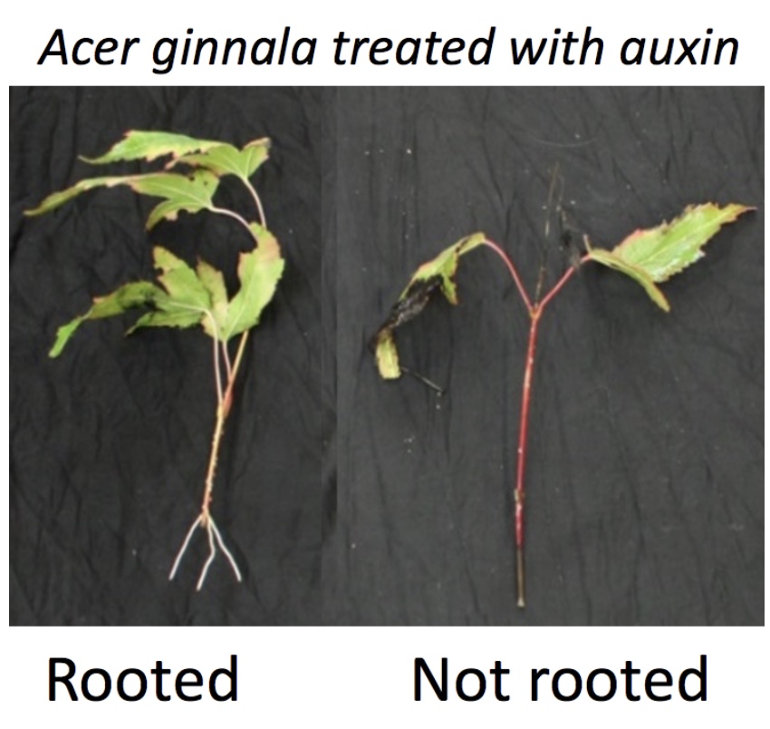 Acer ginnala treated with auxin