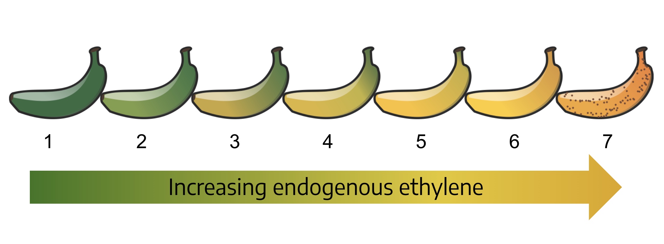 Seven ripening stages of banana.