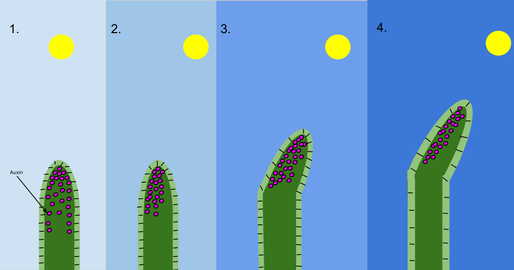 Phototropism diagram