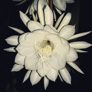 Image of tan flower