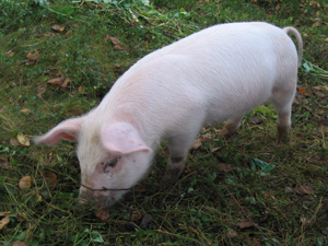 pig eating grass