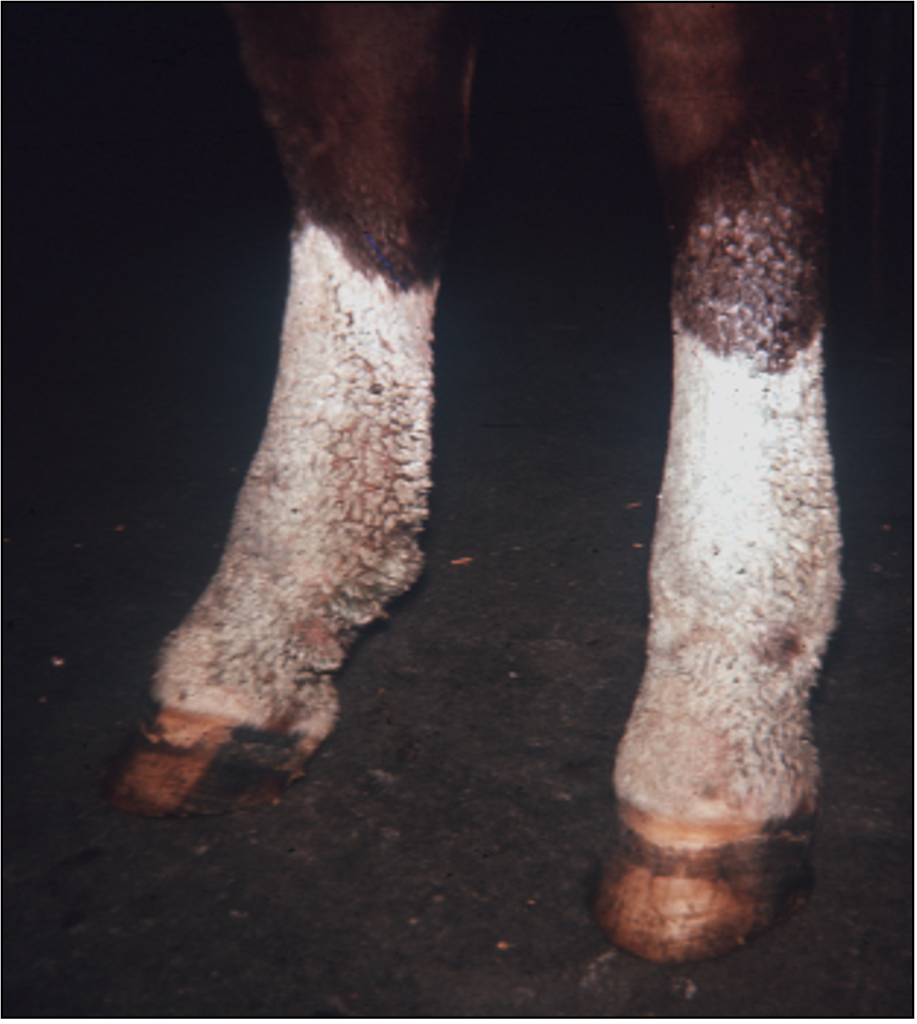 This horse has pastern dermatitis complicated with staphylococcal folliculitis. Note the crusts adhered to groups of hair shafts giving the coat a wet appearance.