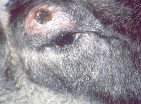 Poorly defined alopecic nodule on the peri-ocular area of a sheep with staphylococcal furunculosis. The nodule is draining a sanguineous exudate.