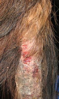 Horse with staphylococcal folliculitis on the tail. Note the self-inflicted alopecia and areas of excoriation due to pruritus.