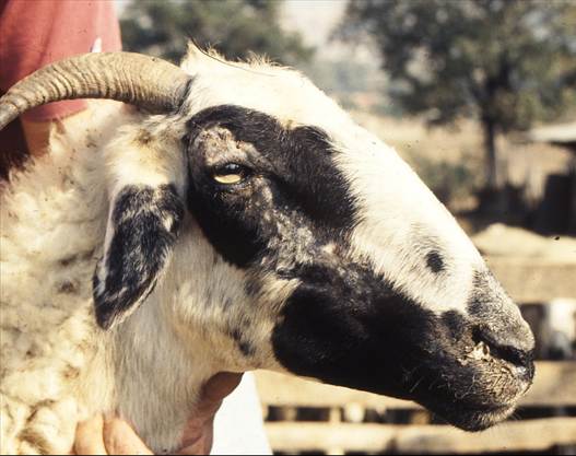 Multiple papules and crusts on the lateral aspect of the face and periocular region of a sheep with staphylococcal folliculitis.